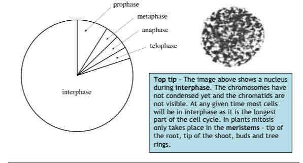 <p>IPMAT= MITOSIS</p><p>. INTERPHASE - LONGEST STAGE (not part of mitosis)</p><p>.PROPHASE</p><p>.METAPHASE</p><p>.ANAPHASE</p><p>.TELOPHASE</p>