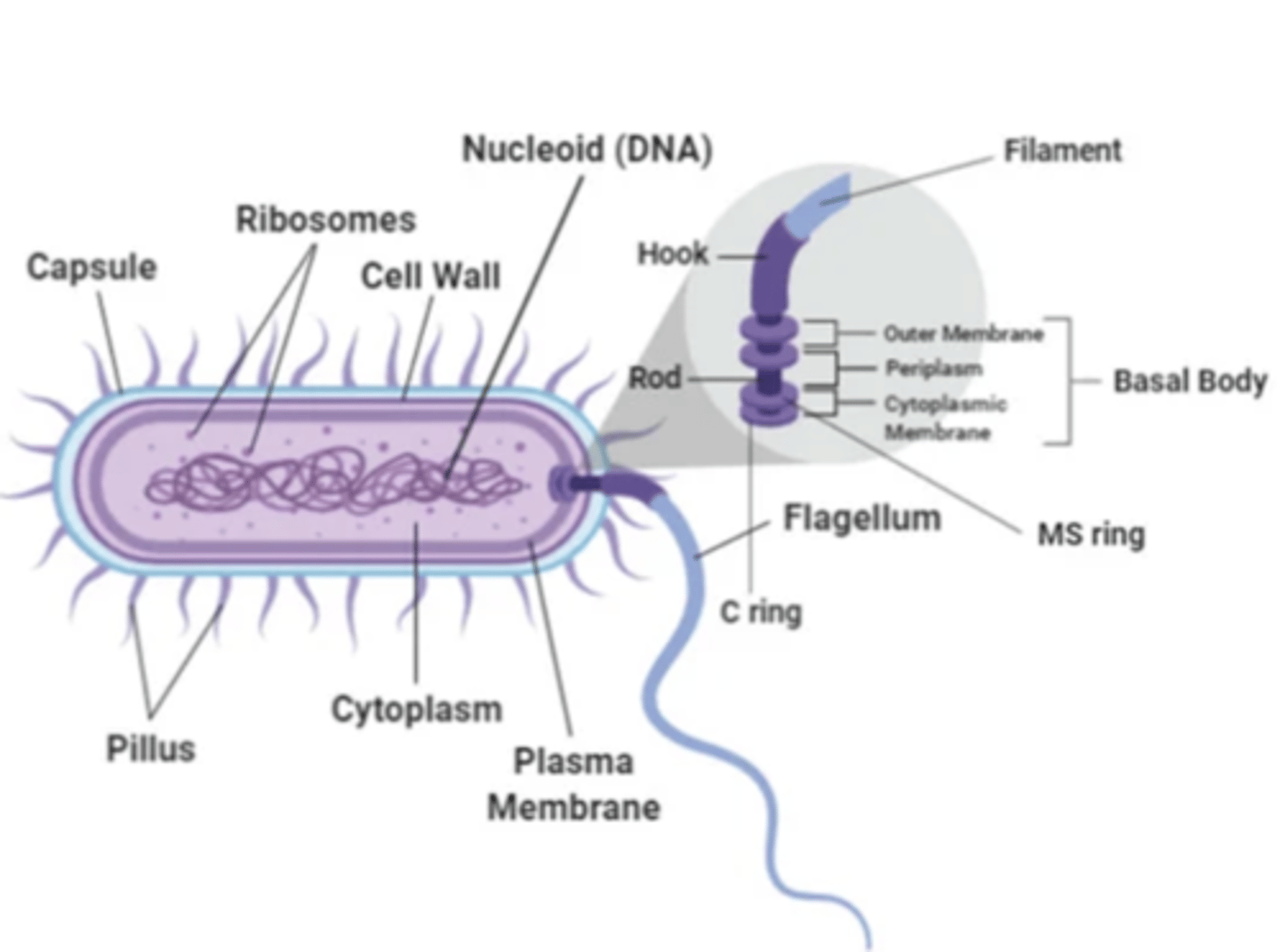 <p>move bacteria toward nutrients (chemotaxis)</p>