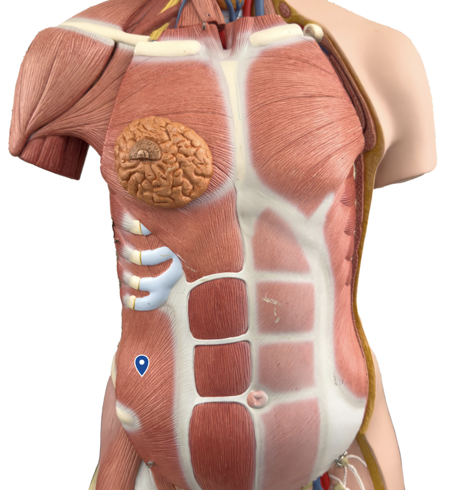 <p>What is the action of the internal oblique?</p>