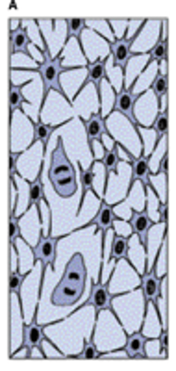 <p>The mesenchyme is the precursor tissue of all types of cartilage</p>