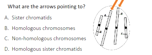 **Q.** What are the arrows pointing to?