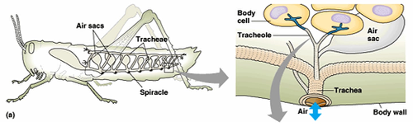 <p>insect respiratory system- tubes that air is conducted through</p>