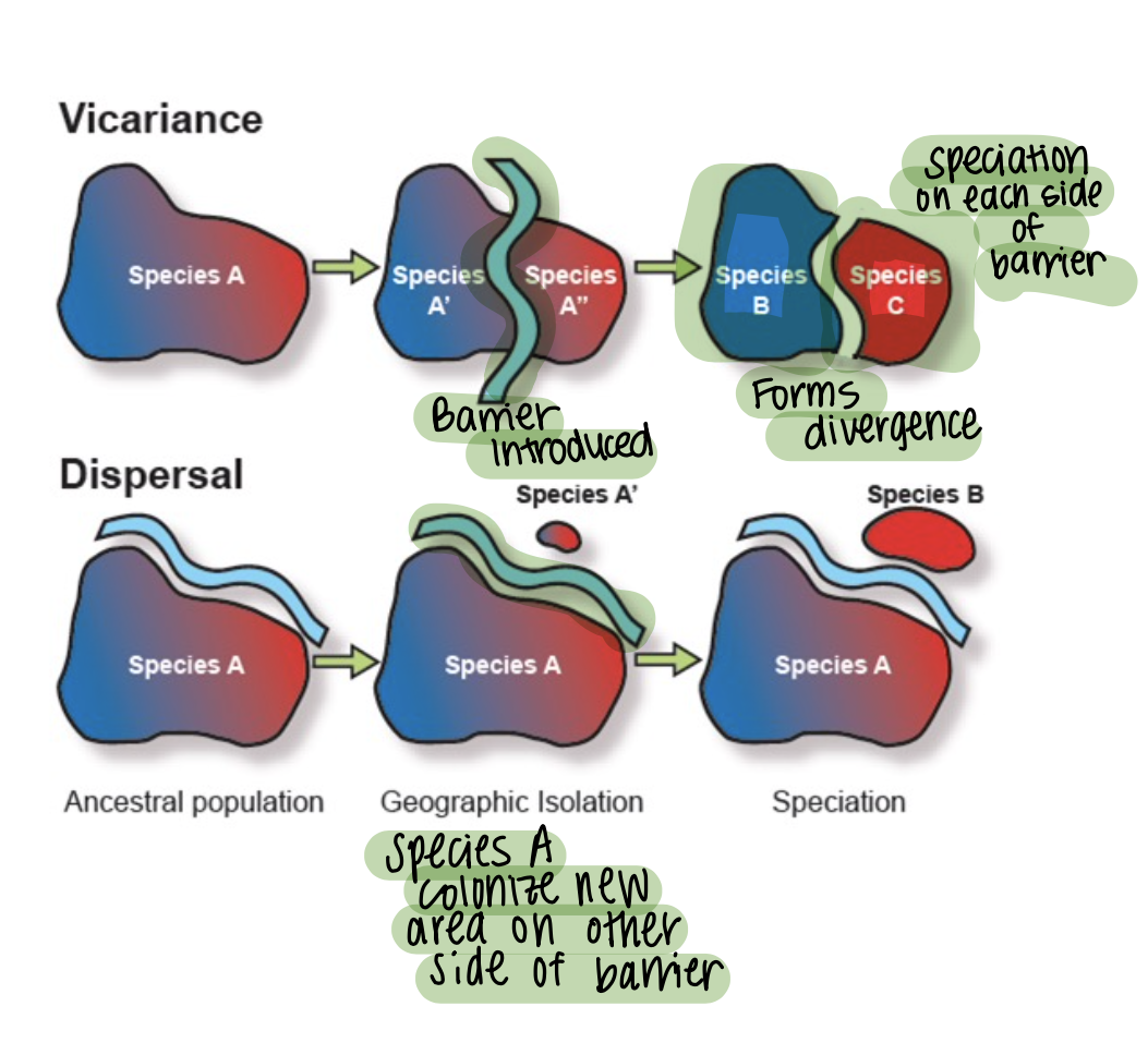<p>Dispersalist biogeography = migrationist biogeography</p><p>Emphasis is on species <strong>dispersing </strong>across a “barrier”.</p><p>(“Species move across a barrier.”)</p>