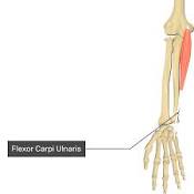 <p>Forearm muscle located on the ulnar side. It flexes and adducts the wrist.</p>