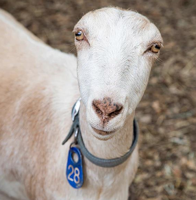 <ul><li><p>Originated in Spain</p></li><li><p><strong>Do not have ears</strong></p><ul><li><p>Derived from a gene mutation &amp; humans turned it into a breed</p></li></ul></li><li><p>Are seen in a variety of colors</p></li><li><p>Lowest tier (worst) of the milk breeds</p></li><li><p>Bucks have no ears, Does can have tiny ears</p></li></ul><p></p>