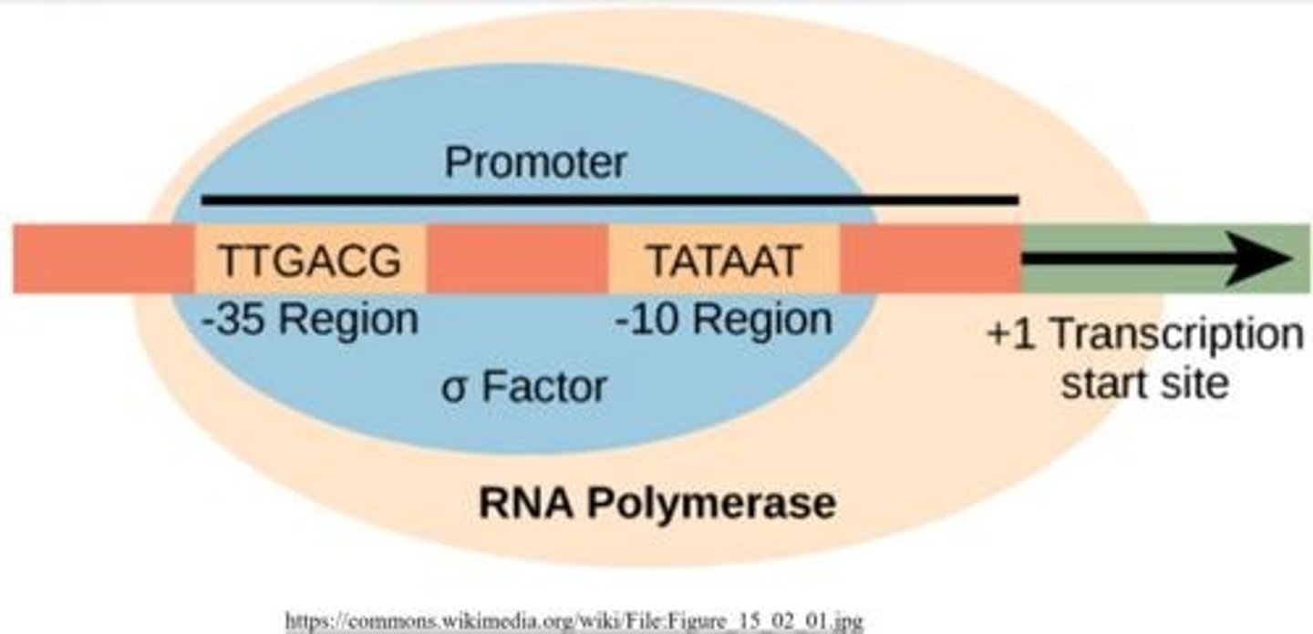 <p>Two elements present in bacterial promoters that help initiate transcription.</p>