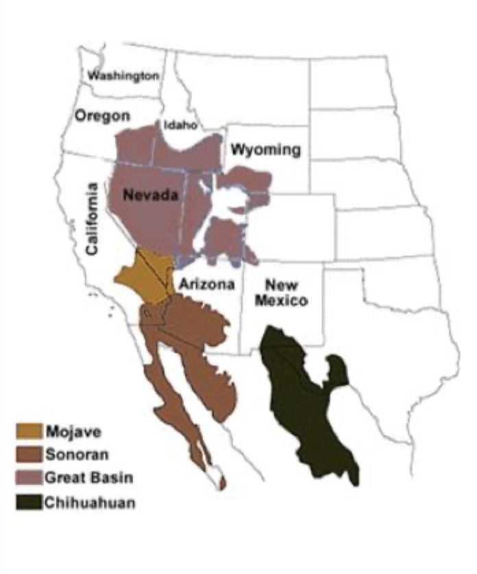 <ul><li><p>Great Basin</p></li><li><p>Mojave</p></li><li><p>Sonoran</p></li><li><p>Chihuahuan</p></li></ul><p></p>