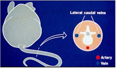 <ul><li><p><span style="line-height: 17.120001px;"><span>Tail veins are the most common venous site. There are two veins on either side of the tail (in blue). The arteries are on the top and bottom of the tail (in red) and should be avoided.</span></span></p></li><li><p><span><span>Restrain the animal by using a restraint device or anesthesia; hand restraint is not recommended.</span></span></p></li><li><p><span><span>Using your non-dominant hand, hold the tail using your first two fingers at the tail base and the rest of your fingers down at the tip. Pull slightly to straighten and support the tail. Locate the right or left lateral tail vein by slightly turning it to either side so the vein is on top of the tail.</span></span></p></li><li><p><span><span>Prepare the position by slightly bending the distal portion of the tail down to create a slight angle to have the needle parallel to the vein, always keeping the tail straight and taut.</span></span></p></li><li><p><span><span>Insert the needle tip bevel up and anchor by holding the tail and hub with your non-dominant thumb and forefinger before injecting. Any white blebbing of the surrounding tail skin means the fluid has gone perivascular. If this occurs, remove and discard the needle to attempt again, only moving up the tail to the animal’s rump.<br><br></span></span></p></li></ul><p></p>