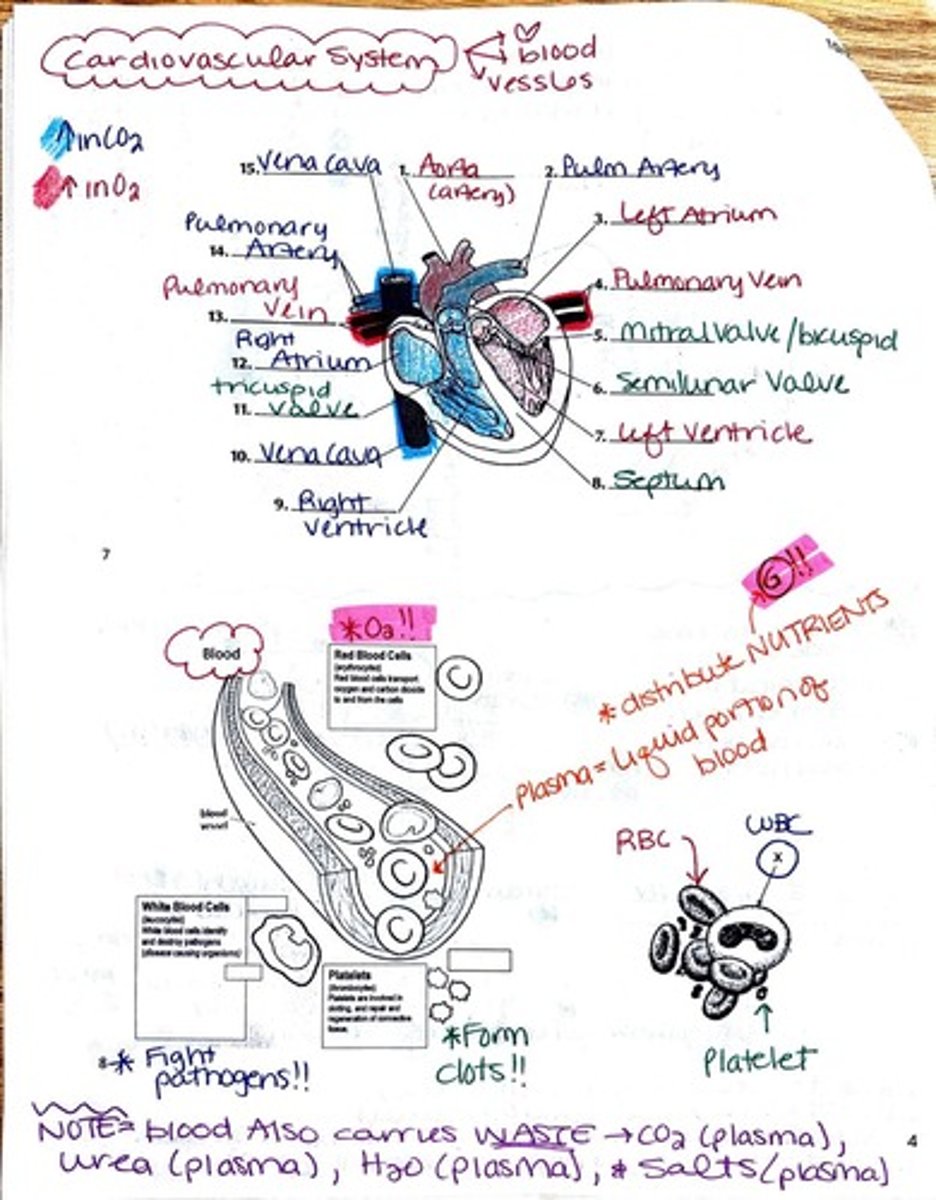 <p>The circulatory system consists of the heart, blood vessels, and blood, which transport nutrients, gases, hormones, and waste products throughout the body.</p>