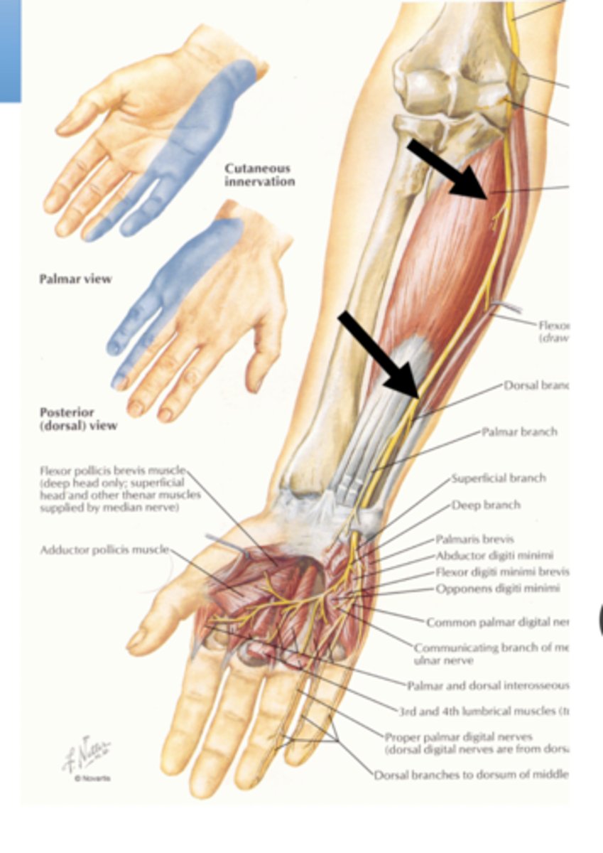 <p>1.5 </p><p>1. Flexor carpi ulnaris</p><p>2. Flexor digitorum profundus (medial half)</p>