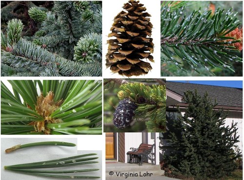 <p>(Pinus aristata)</p>