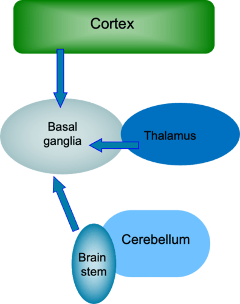 <p>cerebral cortex to striatum</p>