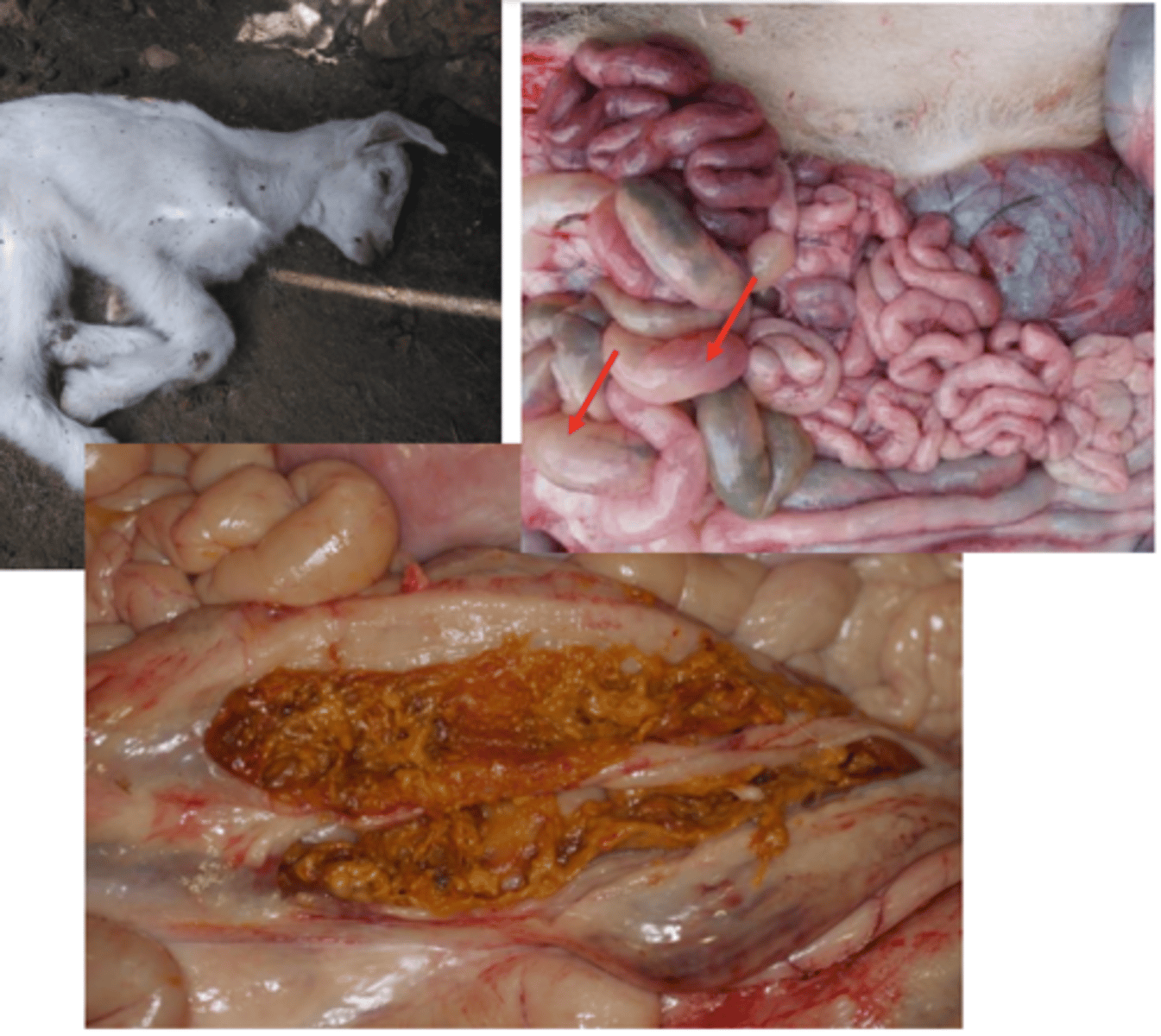 <p>Cryptosporidium parvum</p>