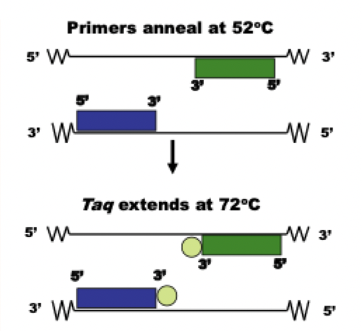 <p>primers attach on 3’ and build new DNA 5’→3’</p>
