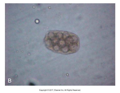 <p>Multiple hexacanths in one egg</p>