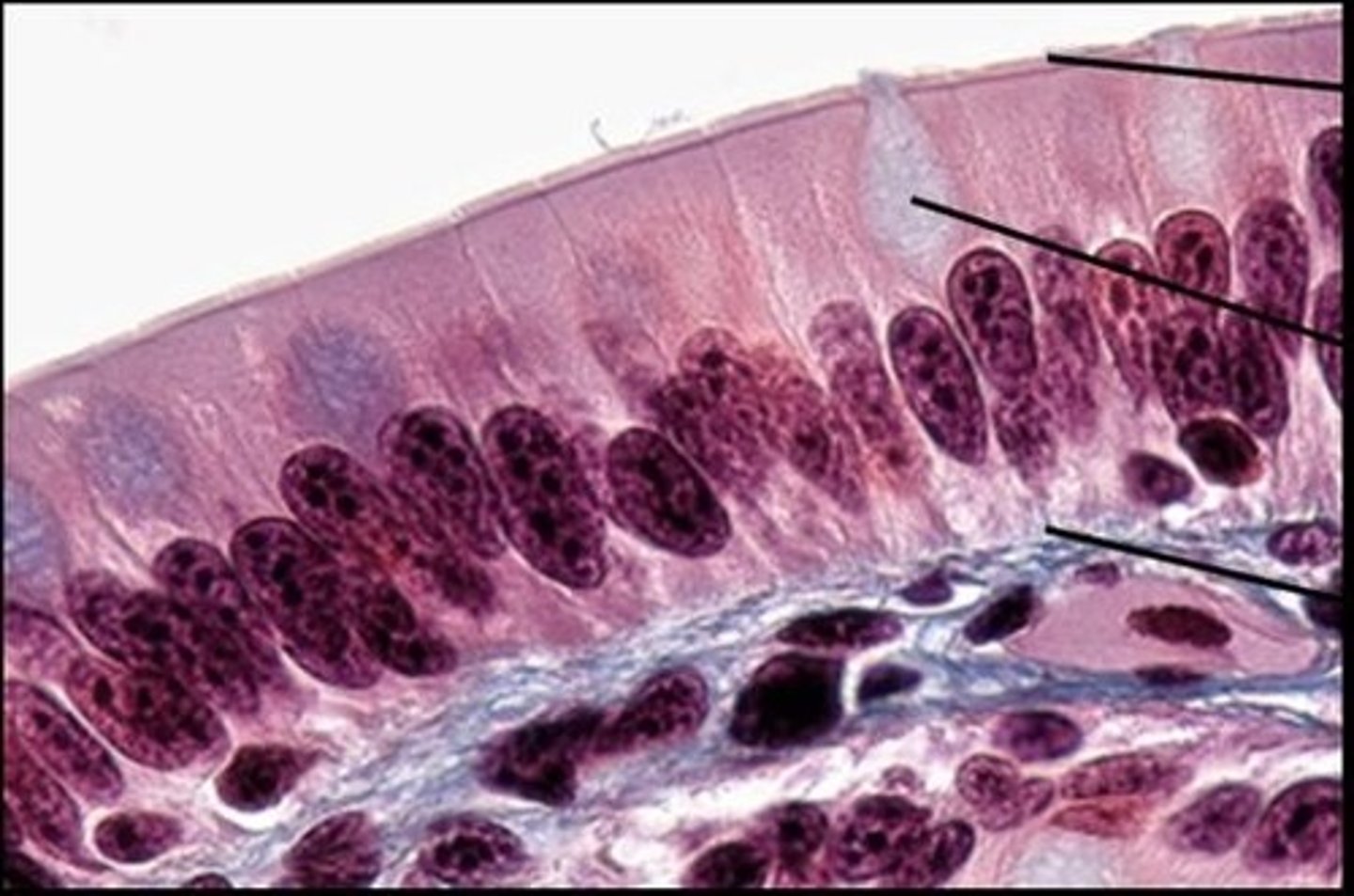 <p>Name this tissues function</p>
