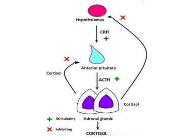 <p>CRH = corticotropin releasing hormone</p><p>ACTH = adrenocorticotropic hormone</p><p>Adrenal Glands = fight or flight</p>