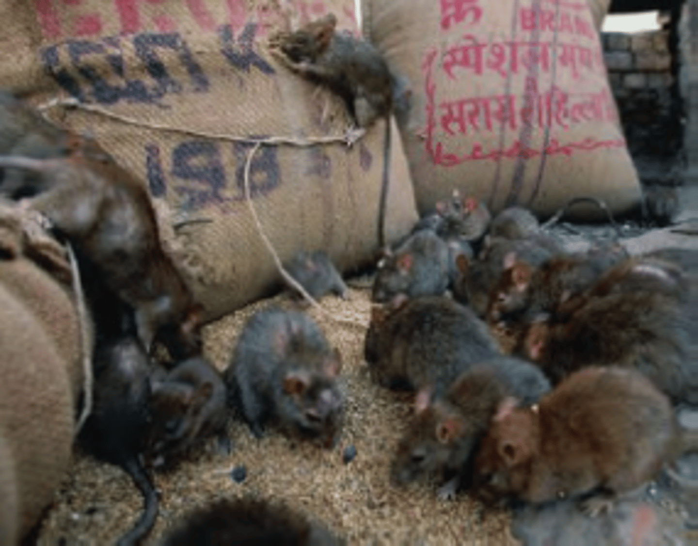 <p>a term used to describe the spread of an infectious disease across an entire country, a large region, or even the whole world</p>