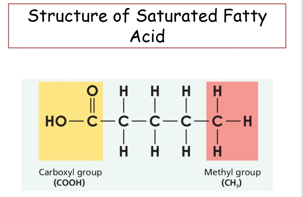 <p>Fatty acids where each carbon atom is saturated with hydrogen and contains no double bonds.</p>
