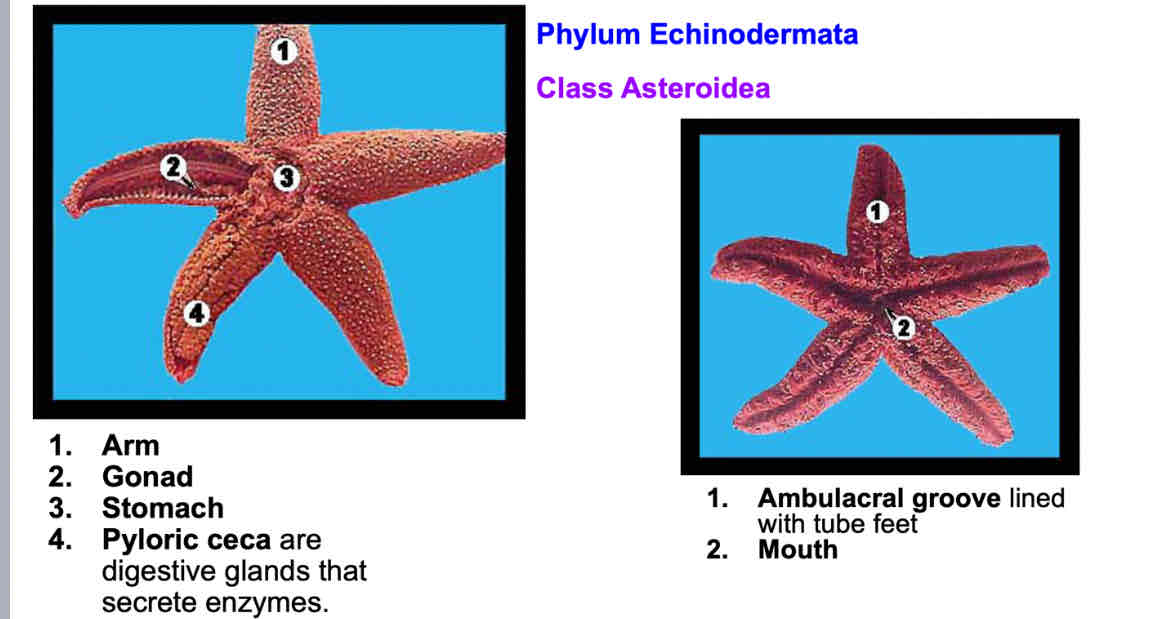 <p>Be able to identify each side</p>