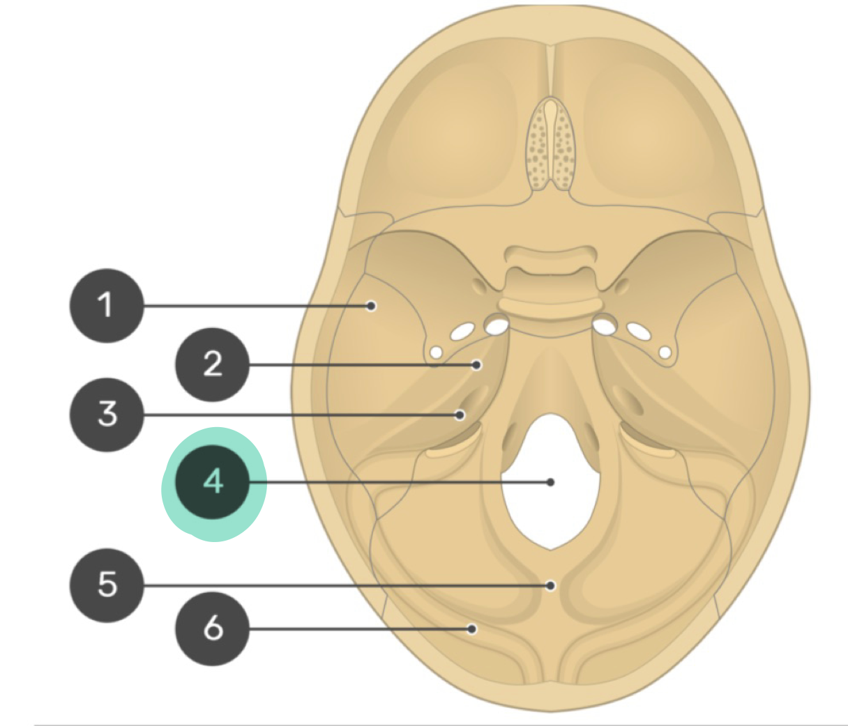 <p>“Big hole”; Largest foramen and entry for spinal cord</p>