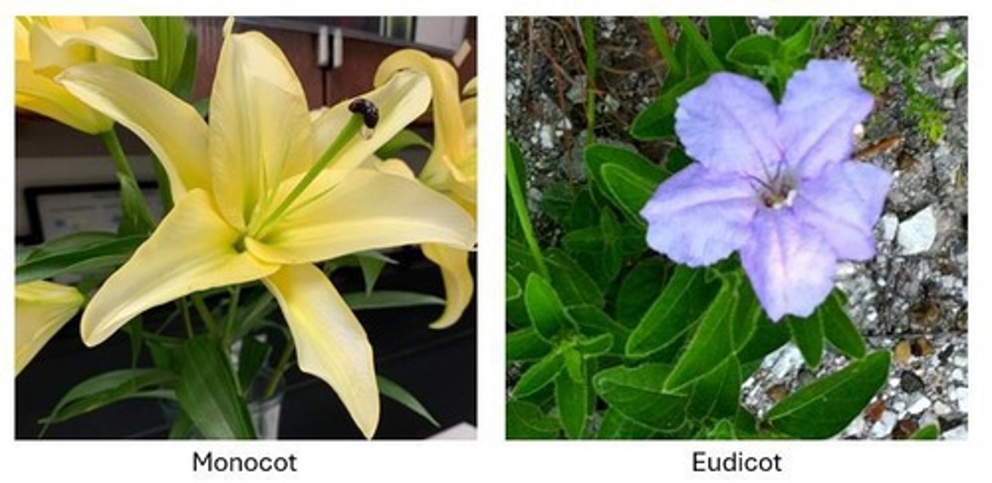 <p>Two cotyledons, network leaf veins, vascular tissue arranged in a ring, and flower parts in multiples of four or five.</p>