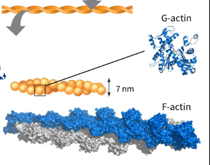 <ul><li><p>G actin = protein monomer if Microfilaments (g for globular)</p></li><li><p>G-actin is polymerized into F-actin to form filaments (f for filamentous)</p></li><li><p>Microfilaments provide tensile strength to various parts of cell</p><ul><li><p>good under tension, cannot resist compressive forces</p></li></ul></li><li><p>Not strong under compression </p></li><li><p>Help shape cell</p></li><li><p>Provide movement to the cell and cell membrane</p></li><li><p>Formation of F-actin requires ATP</p><ul><li><p>polymerization of G-actin</p></li></ul></li></ul><p></p><ul><li><p>Microfilaments form cell cortex (sub membrane shape cortex)</p></li><li><p>Microfilaments give structure to some cells</p><ul><li><p>microvilli (outfolds) on intestinal epithelial cells are internally supported by actin (Microfilaments)</p></li></ul></li></ul><p></p>