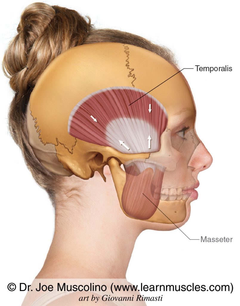 Tenses scalp; moves auricle of ear