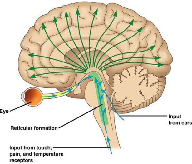<ul><li><p>Important for visual and auditory processes</p></li><li><p>Contains reticular formation</p><ul><li><p>Sleep + arousal (attention)</p></li><li><p>Connects lower + higher brain centres</p></li></ul></li><li><p>Hypothalamus</p></li><li><p>Thalamus</p></li><li><p>Pituitary Gland</p></li></ul><p></p>