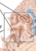 <p>provides mechanical strength</p>