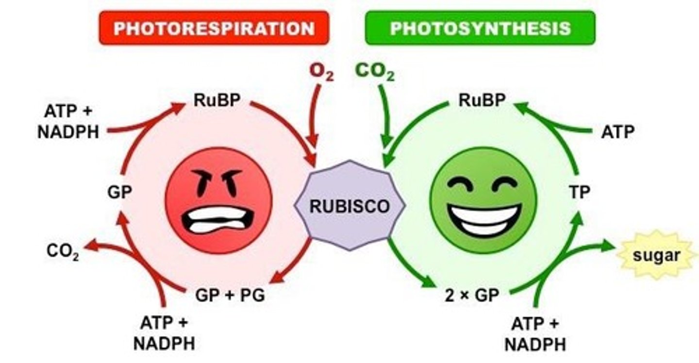 <p>Process competing with photosynthesis, reducing sugar production.</p>