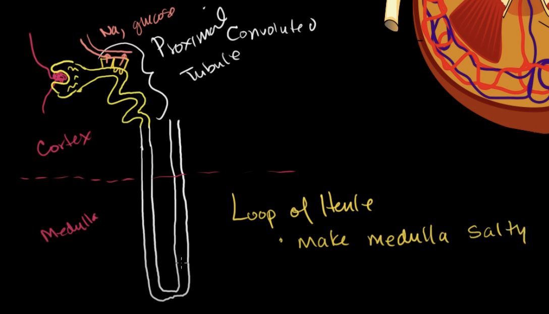 <p>It goes through loop of henle. It’s basically a long pipe that goes from renal cortex to renal medulla</p>