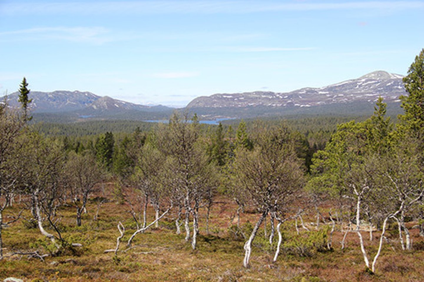 <p>Träd som växer på näringsfattig jord. Ex. björk, asp</p>