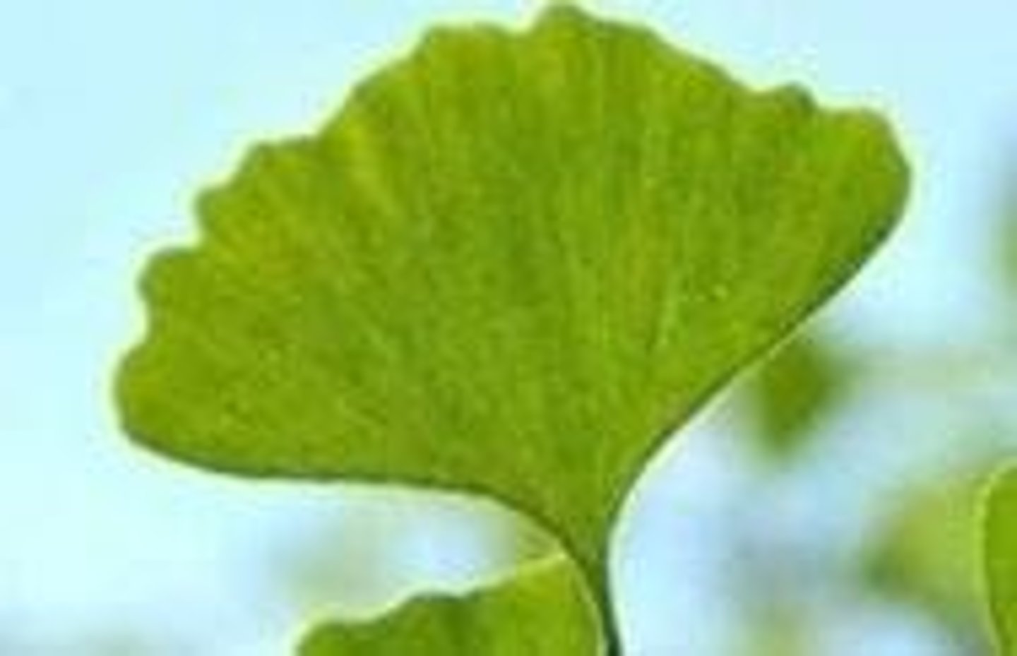 <p>fan-shaped leaves; only one surviving species called Gingko biloba</p>