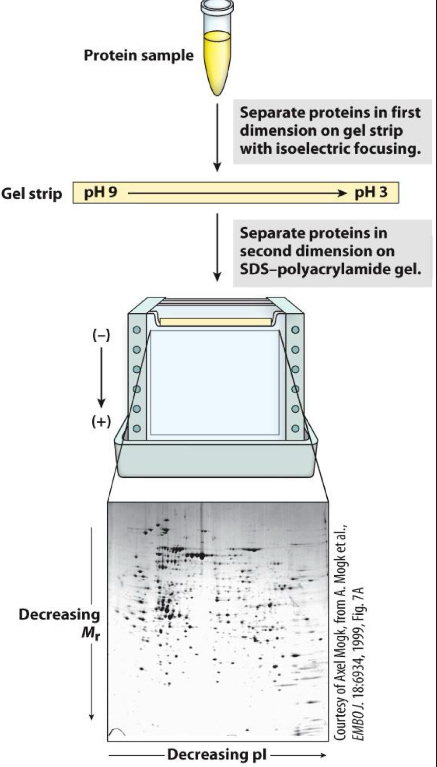 <p><span>2D gel electrophoresis separates by size and charge</span></p>