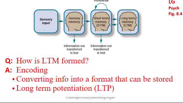 <p>Encoding, Converting info into a format that can be stored</p>