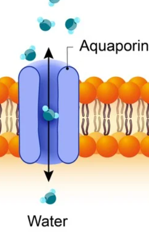 <p>10. What are aquaporins?</p>