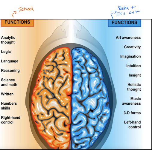 <ul><li><p>Analytic thought </p></li><li><p>Logic</p></li><li><p>Language </p></li><li><p>Reasoning </p></li><li><p>Science and math </p></li><li><p>Written </p></li><li><p>Number skills </p></li><li><p>Right-handed control </p></li></ul><p></p>