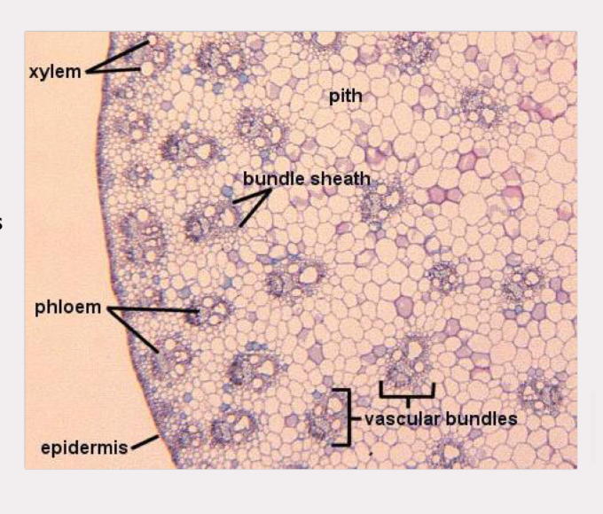 <p>epidermis, ground tissue, vascular bundles</p><p>vascular are scattered</p><p>phloem always external to xylem</p>