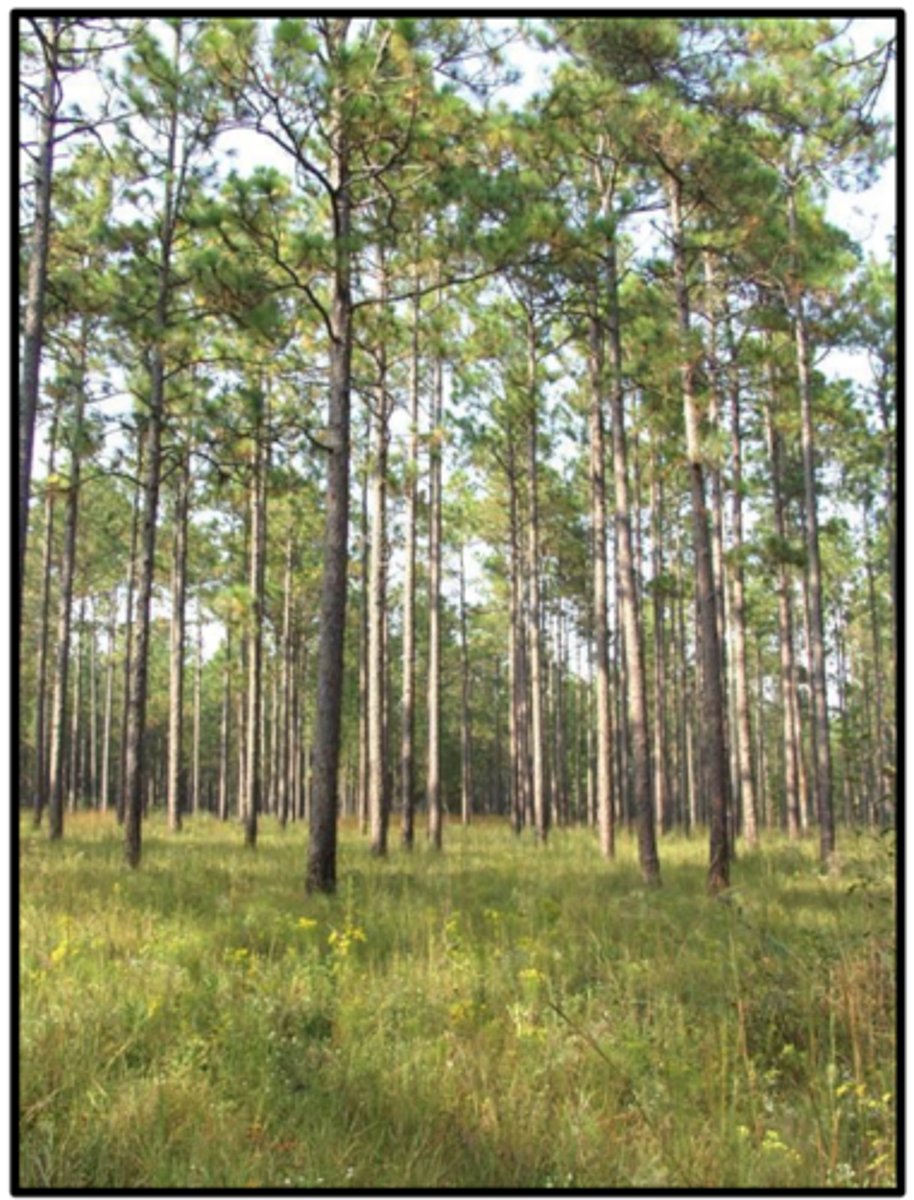 <p>. provides a unique and diverse habitat for a wide variety of plant and animal species,</p><p>- fire climax community</p><p>- drought resilient</p><p>- provides habitats for endangered species such as the red-cockaded woodpecker</p><p>- open canopy allows development of a grasses and herbaceous plants in the understory</p>