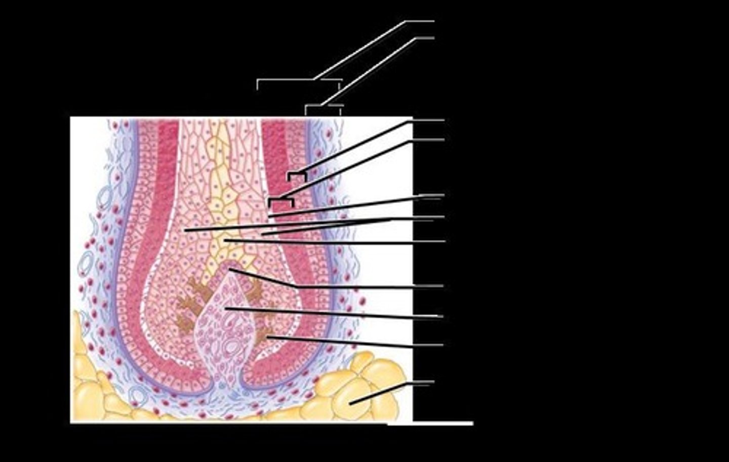<p>Expanded deep end of hair follicle containing sensory nerve endings.</p>
