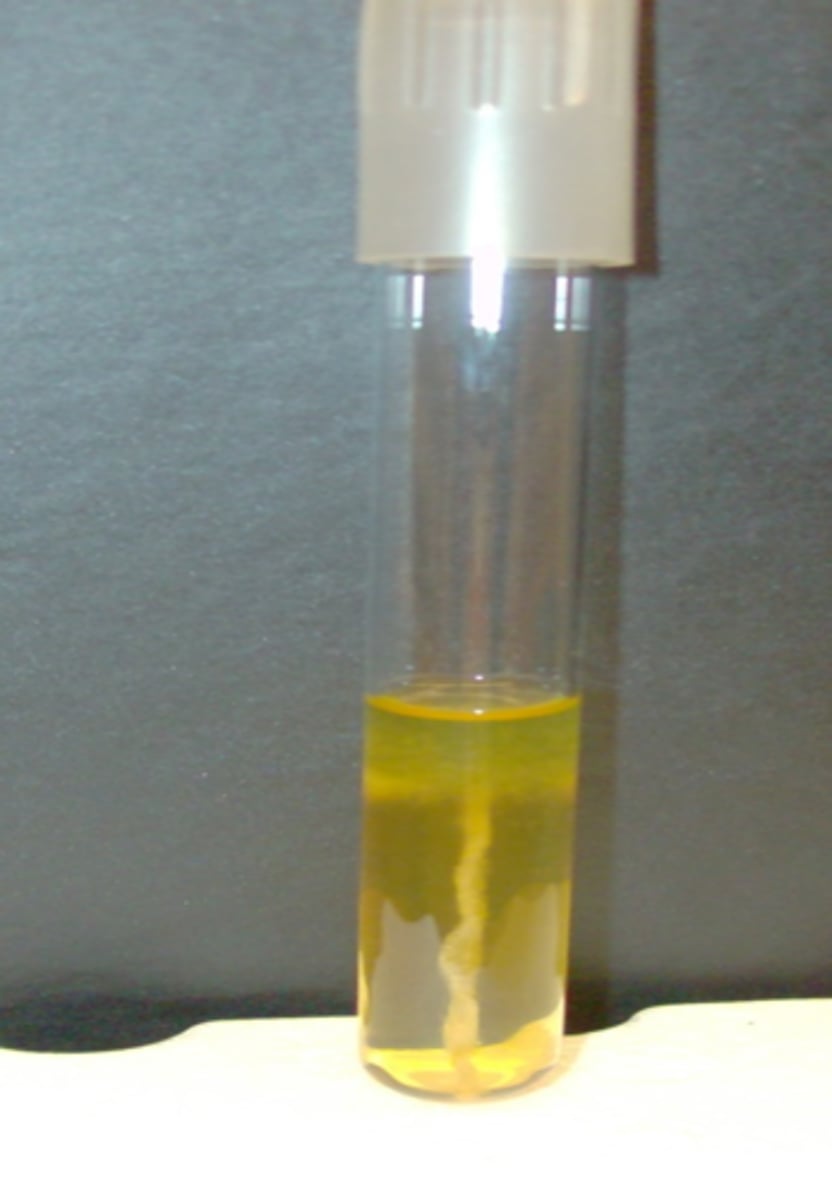 <p>Growth just at top and small blue layer</p>