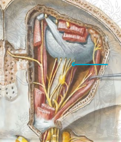 <p>Which nerves?</p>