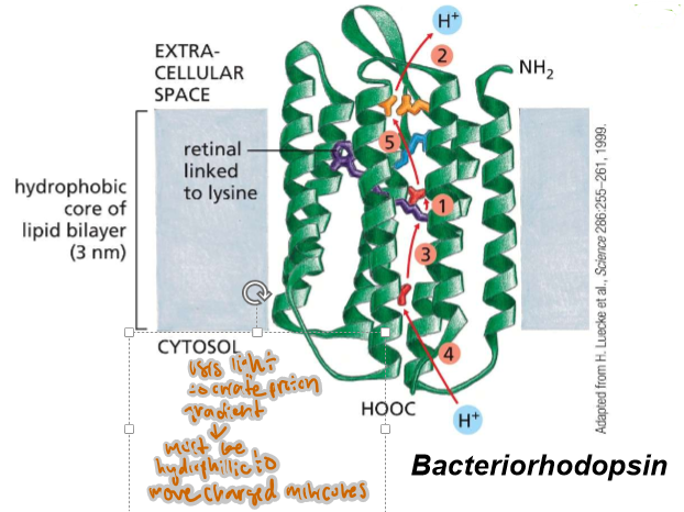 <p>Multi→ interacts with the cell membrane AND each other; therefore, they may have amphipathic, hydrophillic, sulfuric, and hydrogen-bonding based interactions WHILE being in the membrane— amino acids will not be exclusively non-polar.</p>