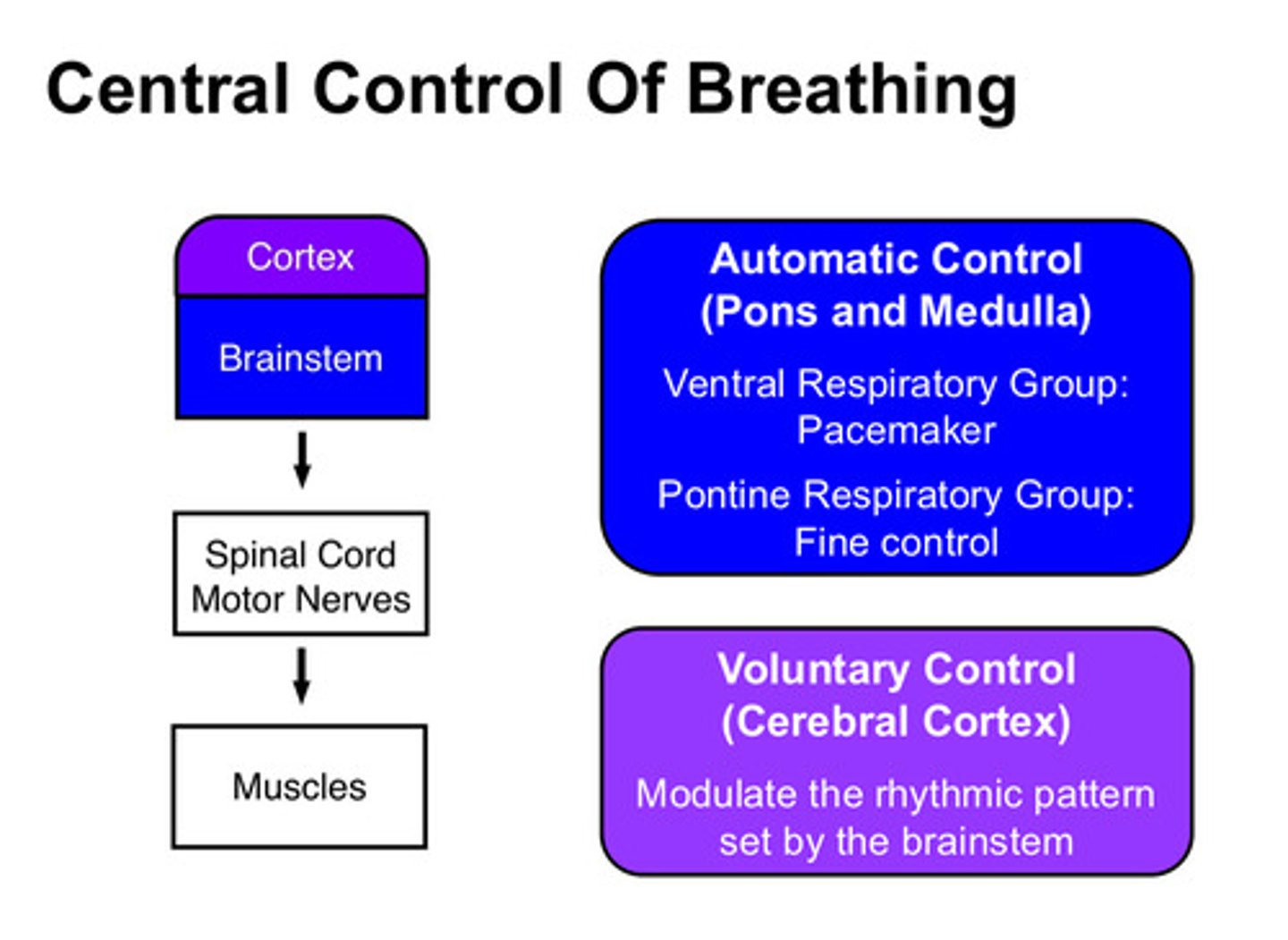 <p>cerebral cortex</p>