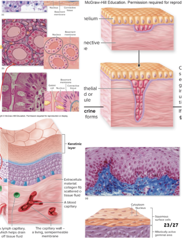 <p>What Tissue is this?</p>