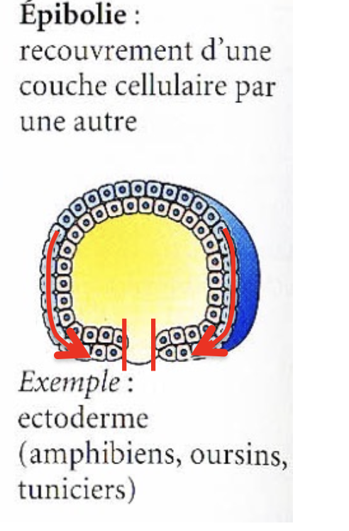 <p>Epibolie</p>