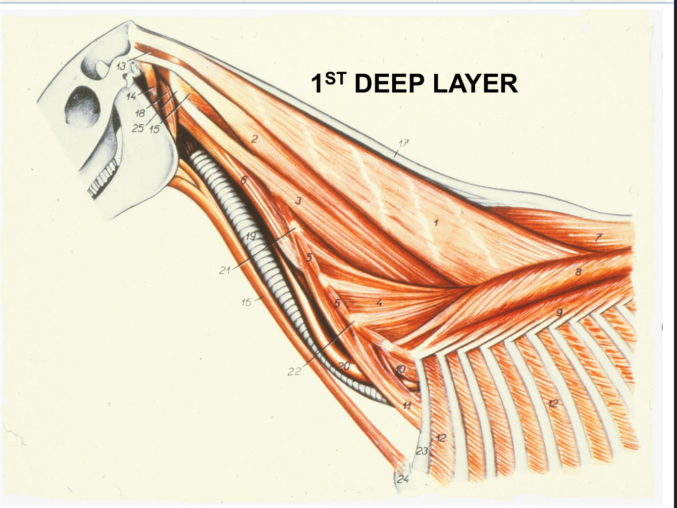<p>write the number and structure of the 1st deep layer of lateral muscles&nbsp;</p>