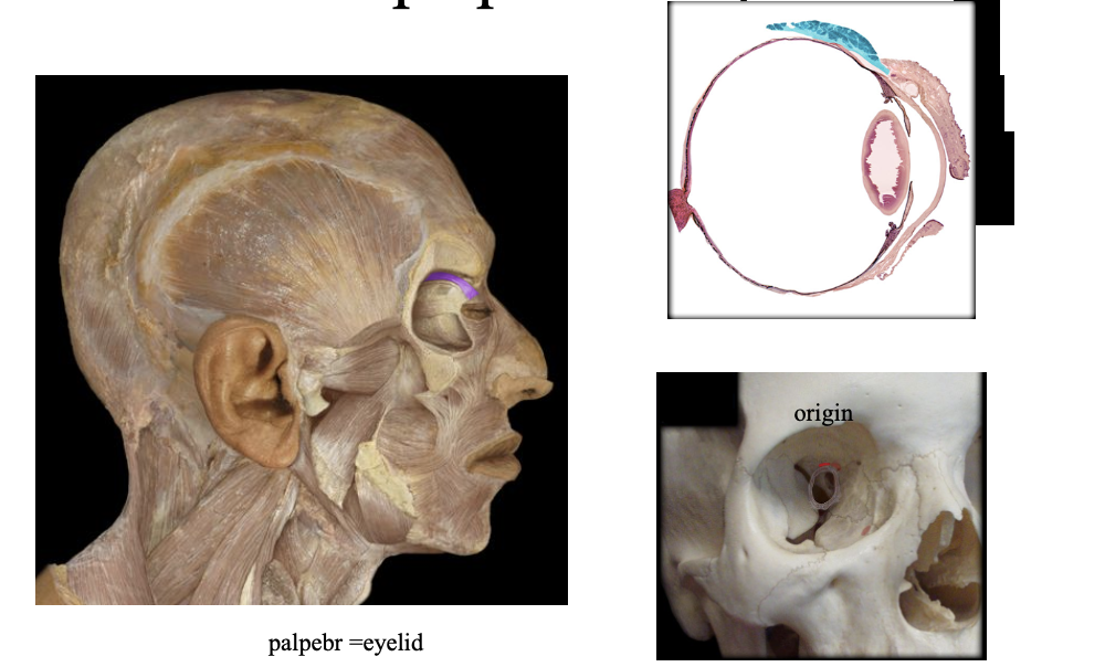 <p>Above the eye, attaches to the inside of the skin of the upper eyelid. Opens the eye</p>