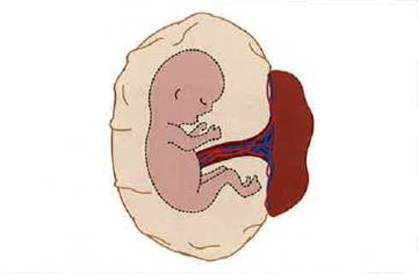 <p>placenta</p>